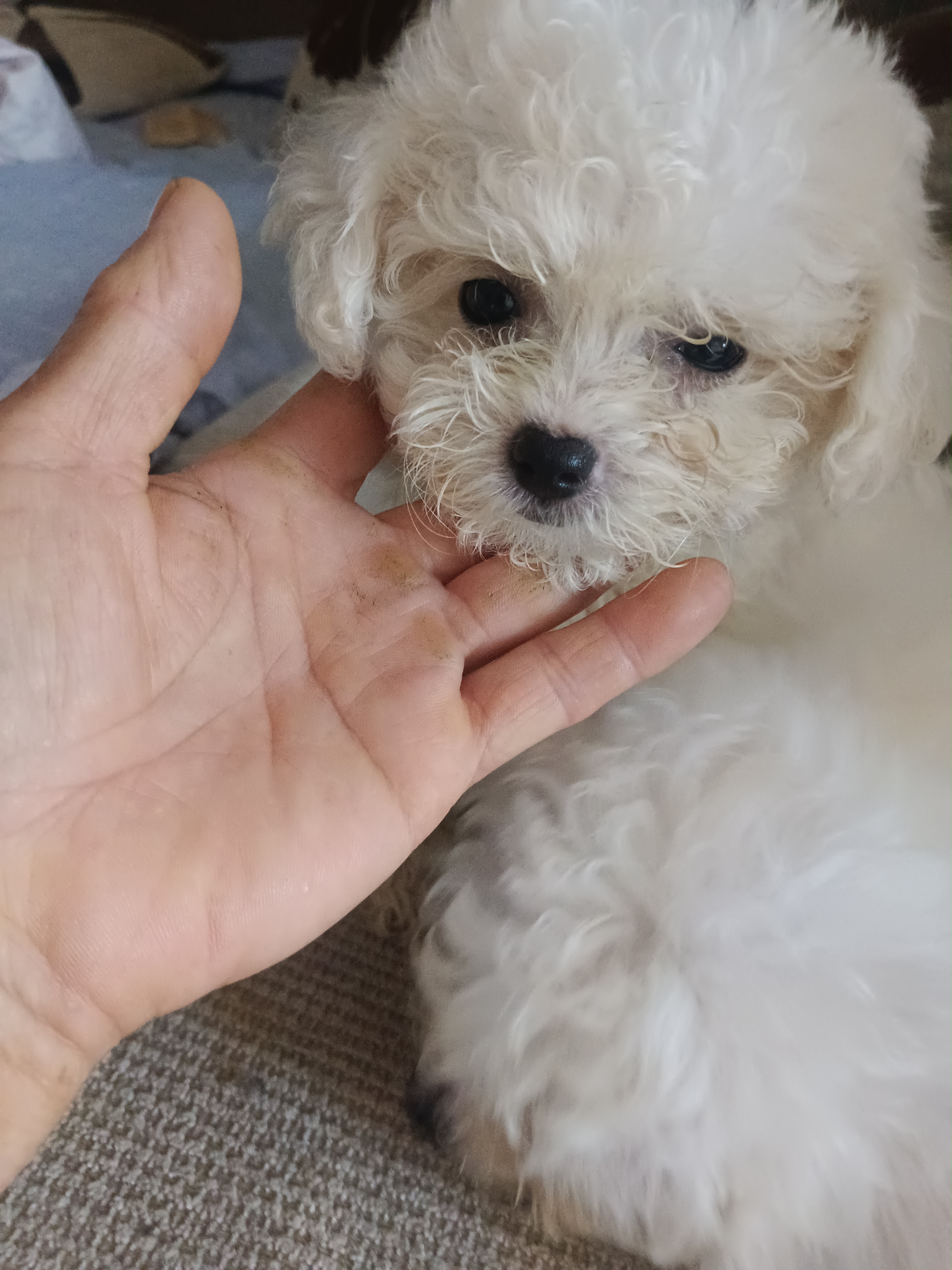 公母都有自家养的‘